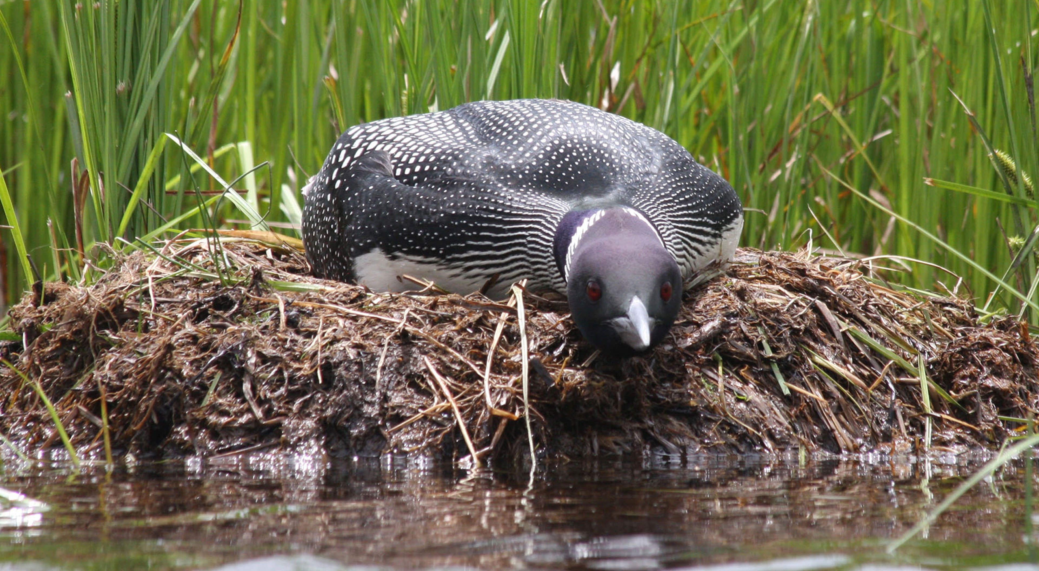 A loon nests at Norton Pool Preserve in Pittsburg, New Hampshire.