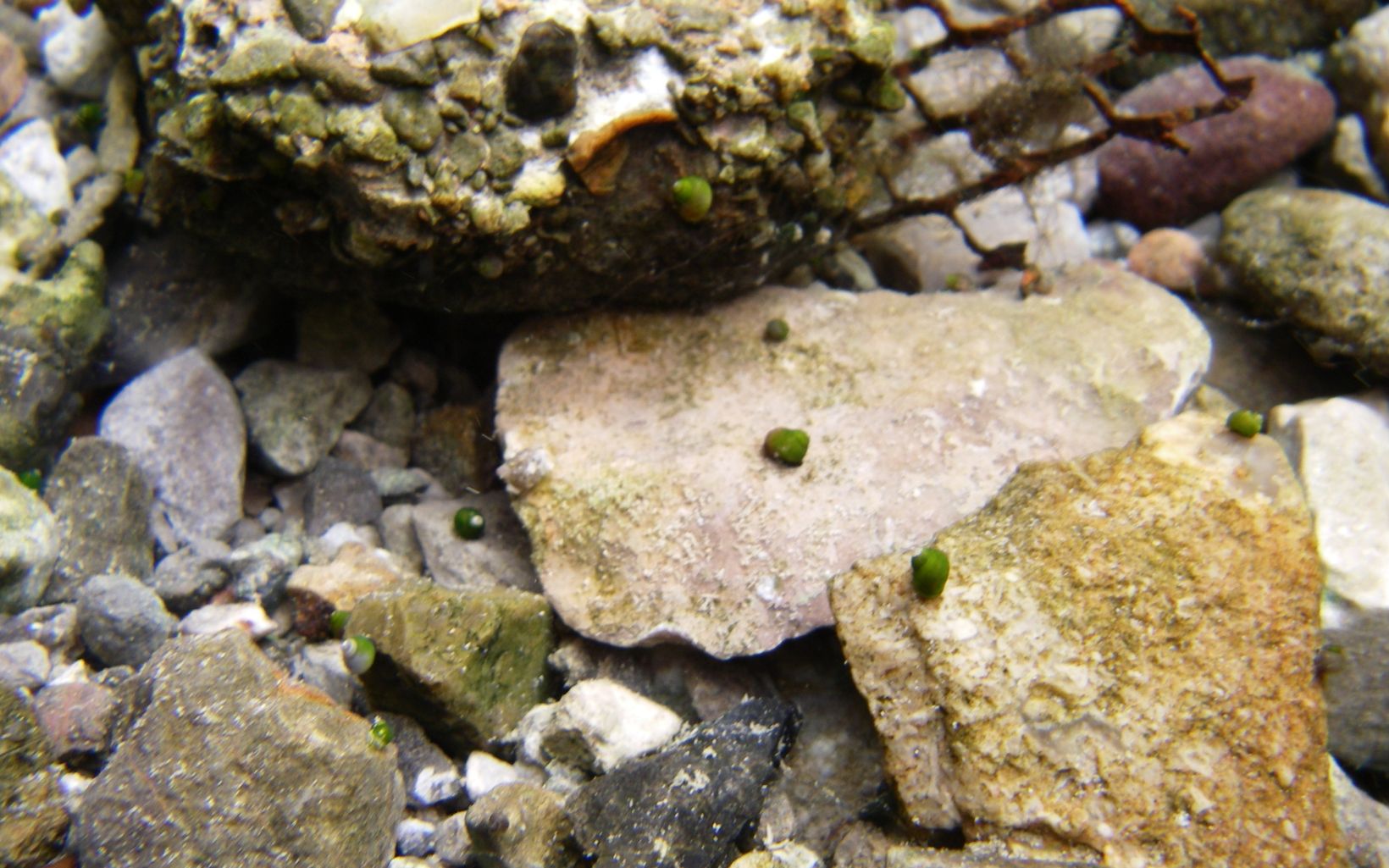 Springsnails  Wet systems support freshwater snails that occur in springs, or springsnails. Over 100 of these species have been documented in Nevada, many of which occur in only one spring. © Courtesy Laurel Saito