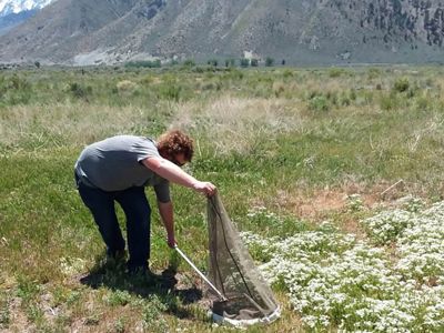 Capturing a butterfly in the field.