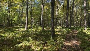 A view of trails at Neversink River Preserve.