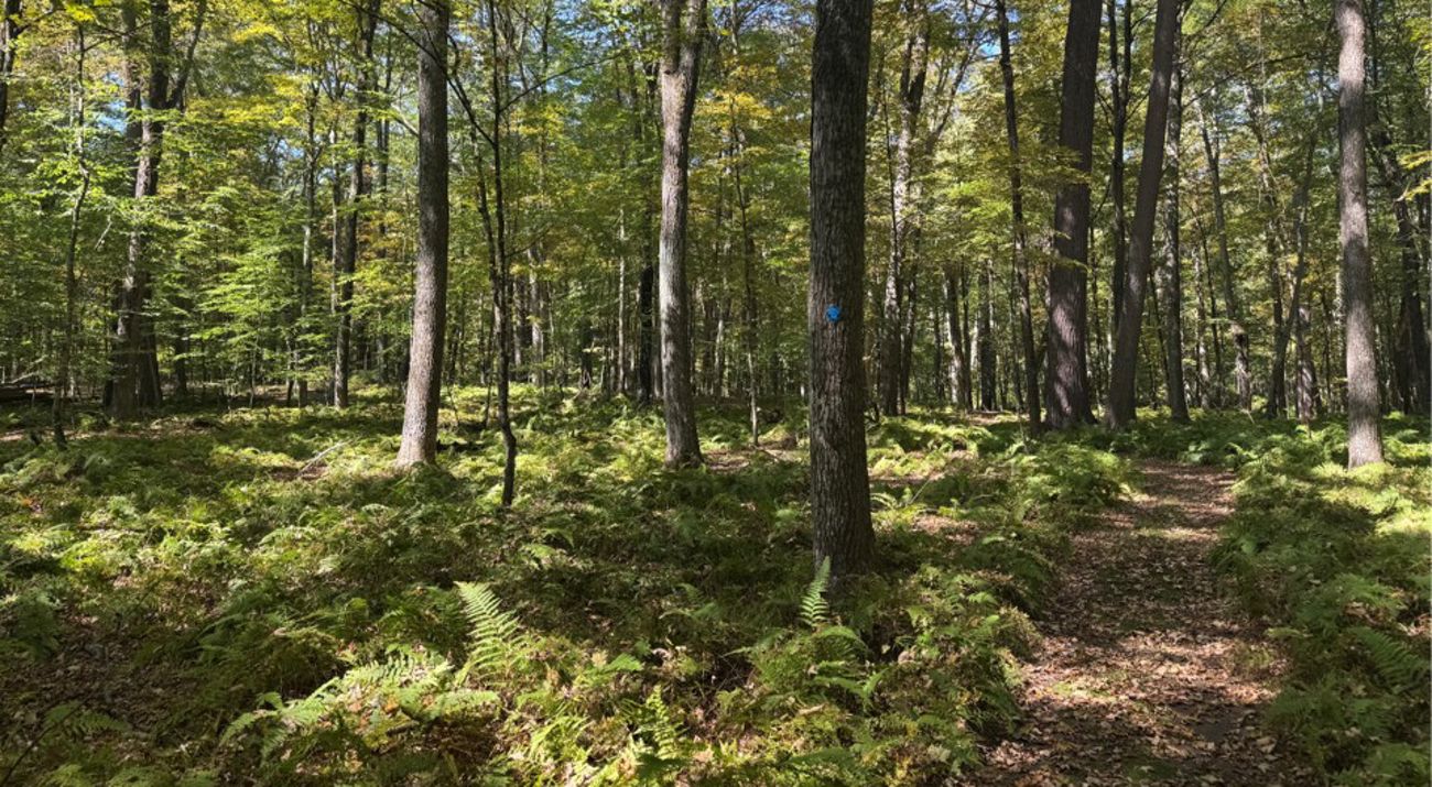 A view of trails at Neversink River Preserve.