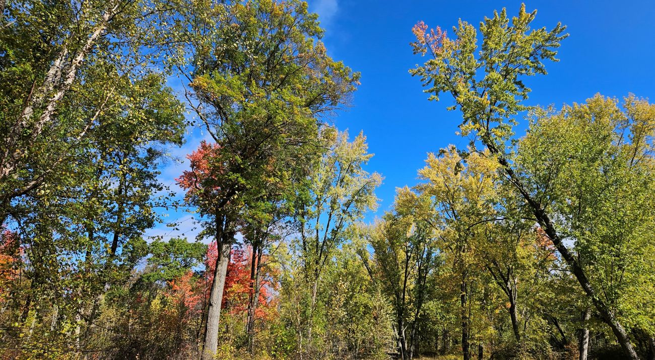 A small forest opening under blue skies and sun.