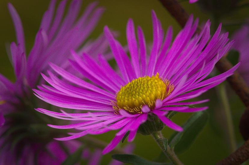 Close view of the head of a flower. Multiple thin purple petals are arrayed around a yellow center with a pebbled texture.