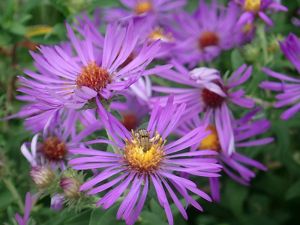 Bright purple New England Aster blooms. 