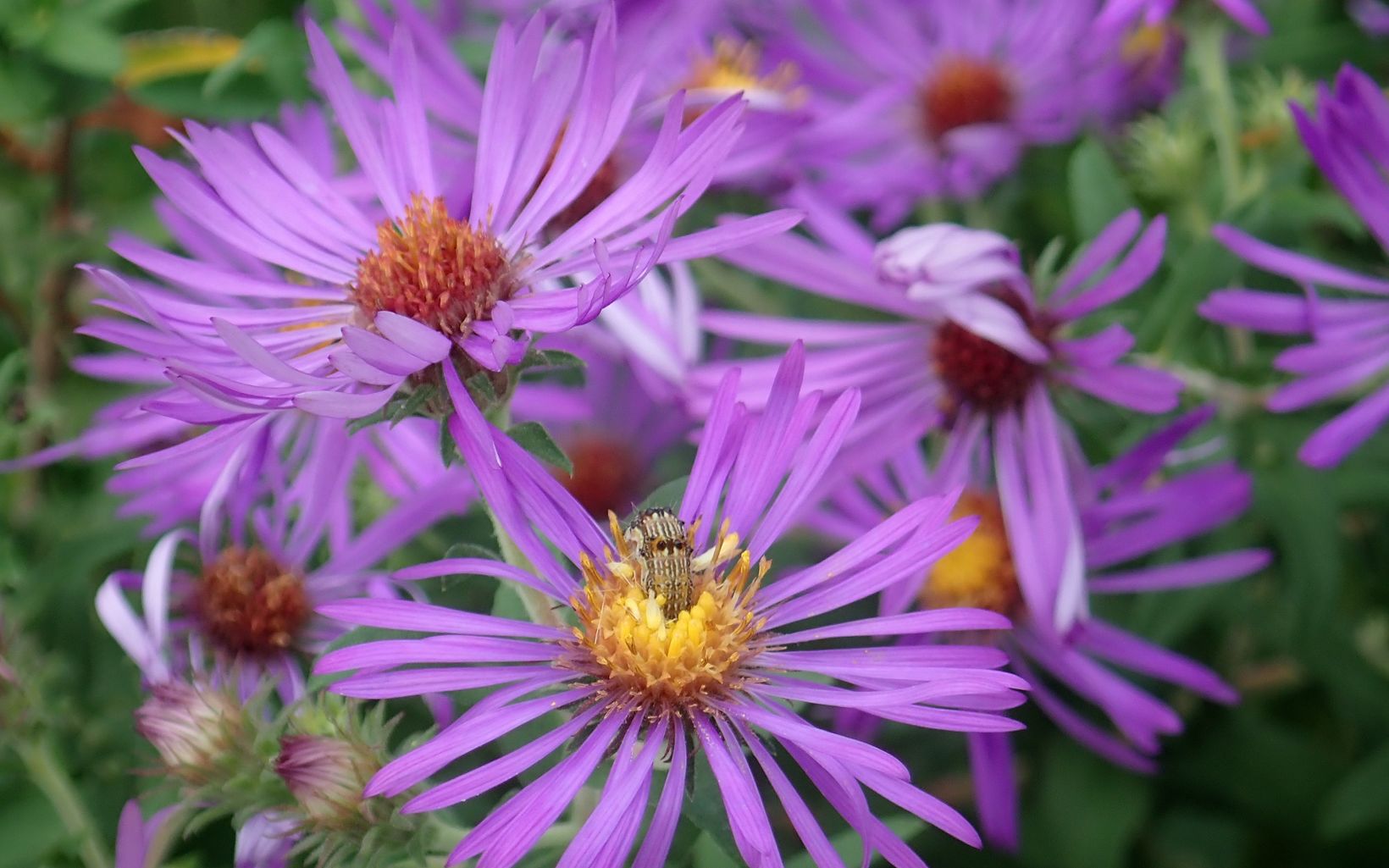 Bright purple New England Aster flowers are surrounded by green leaves.