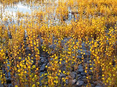 Cottonwoods growing in floodplain at McCarran Ranch Pre