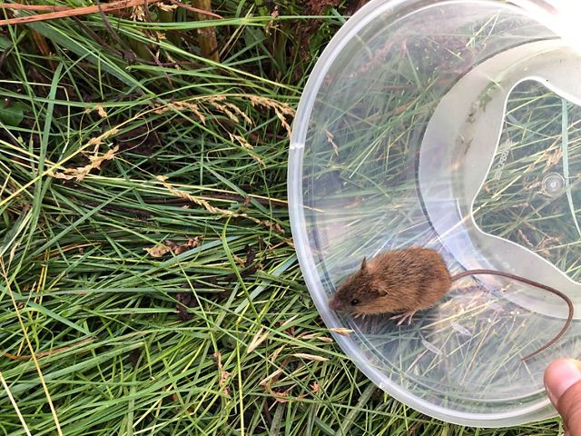 Endangered New Mexico jumping mouse discovered during a wildlife inventory at Fisher's Peak.