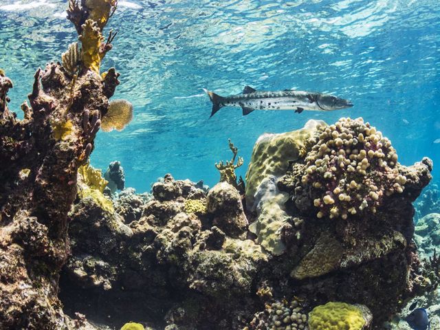 a barracuda fish swimming amongst a coral reef.