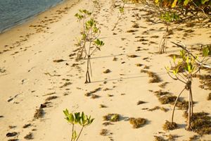 Dos hileras de manglares jóvenes recién plantados bordean la orilla de una laguna en una reserva natural de Florida.