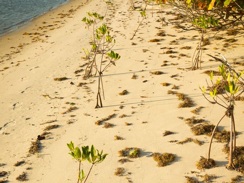 Two rows of newly planted young mangroves line the shore of a lagoon at a Florida nature preserve.