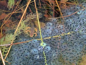 several clear eggs with black dots sit in a shallow pool of water.