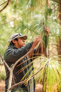 A man carefully pulls pine needles from a tree.