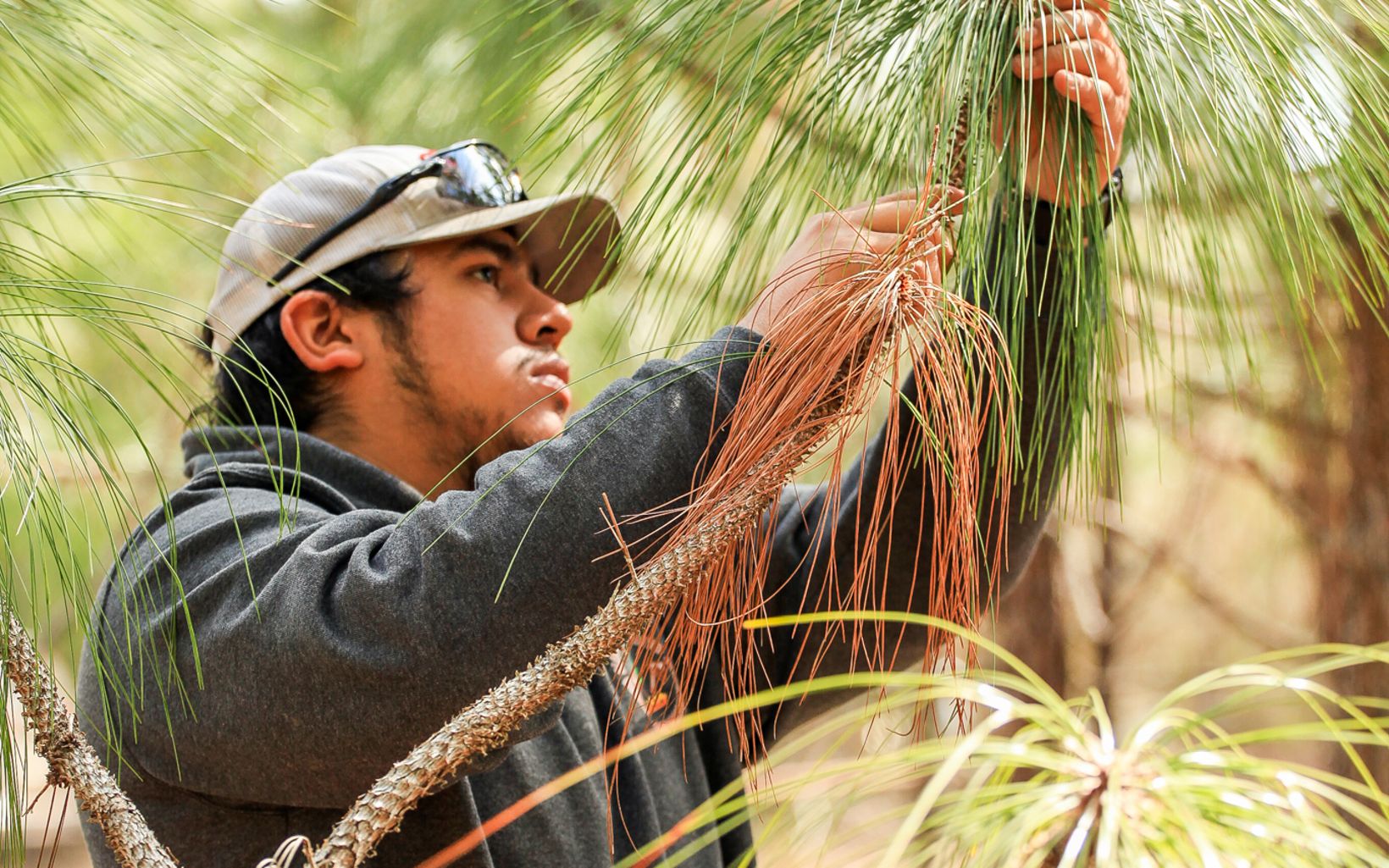 A close-up of a tribal citizen of the Alabama-Coushatta as he pulls bright green longleaf needles from a thin brown branch.