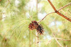 Two pinecones and green needles hang from a branch of a pine tree.