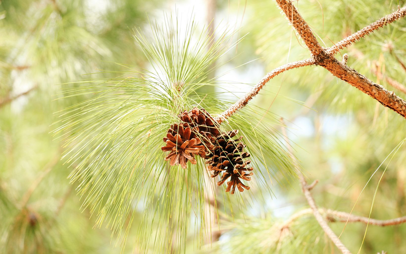 A longleaf pine branch with bright green needles and a cluster of three small, brown pinecones.