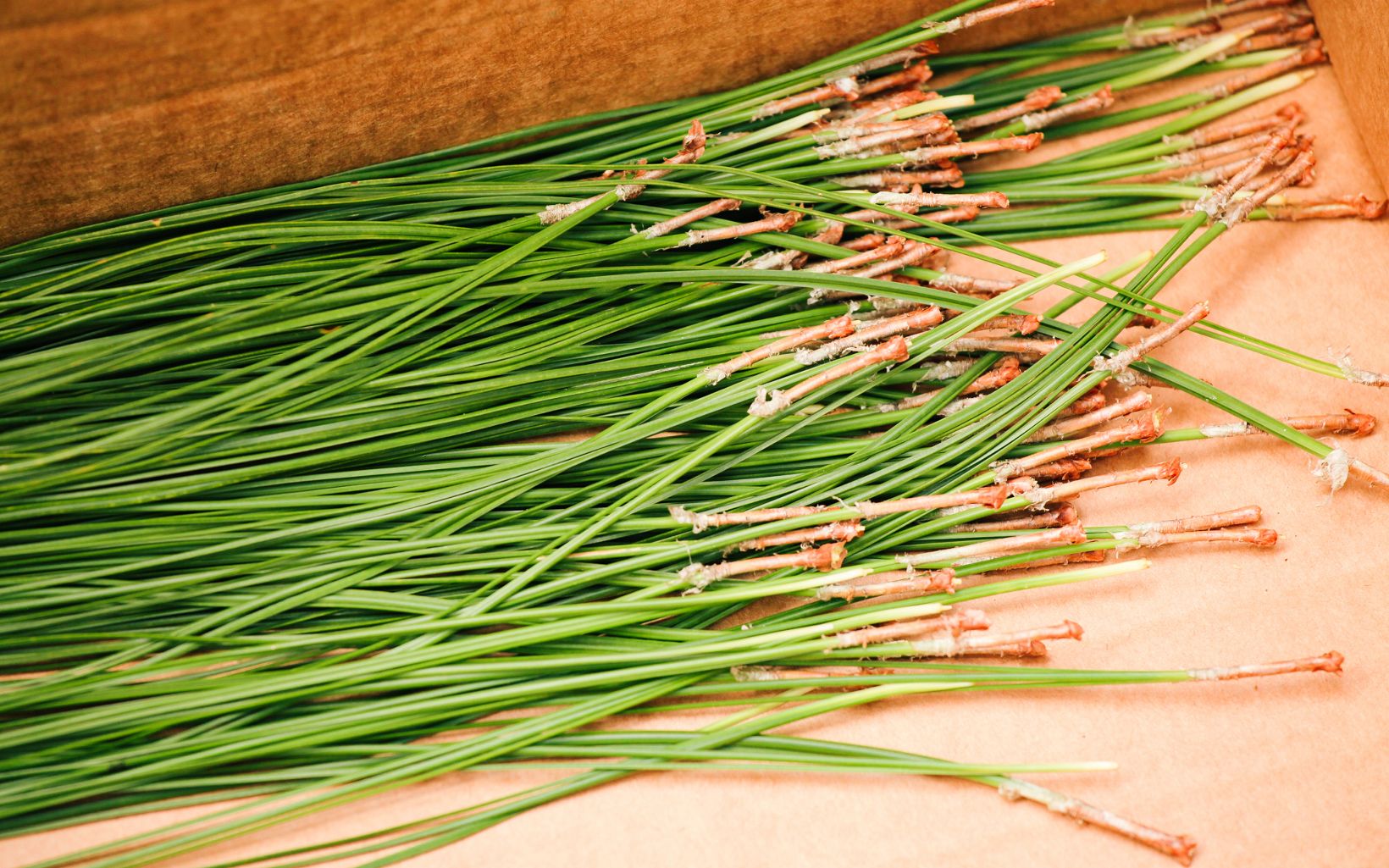 Bright green longleaf needles with brown stems sit in a brown cardboard box.