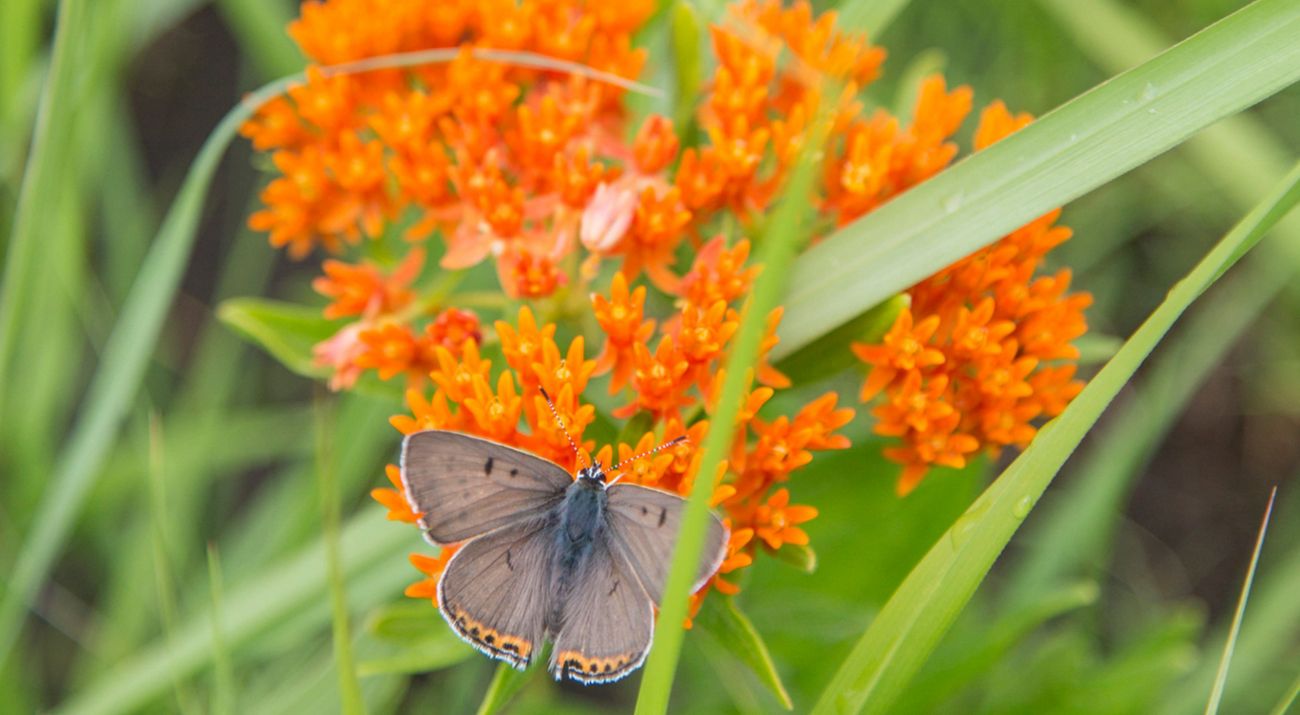 A butterfly with grayish wings marked by an orange and black dotted line at the bottom feeds on orange flowers.