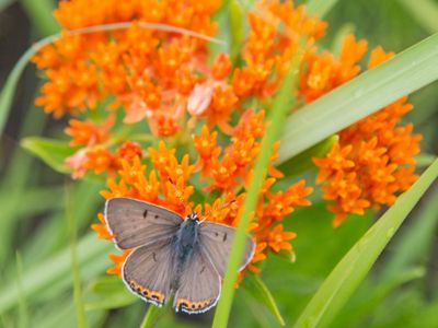 Butterfly feeding on butterfly milkweed plant.