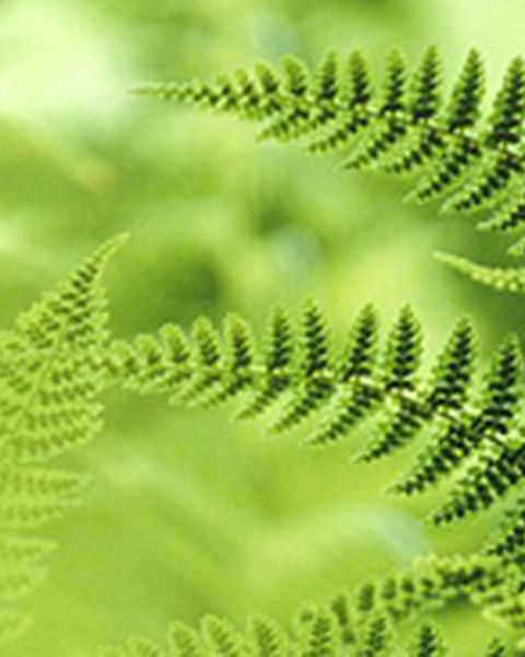 Green fern leaves are overlaid on a green background of a different shade.