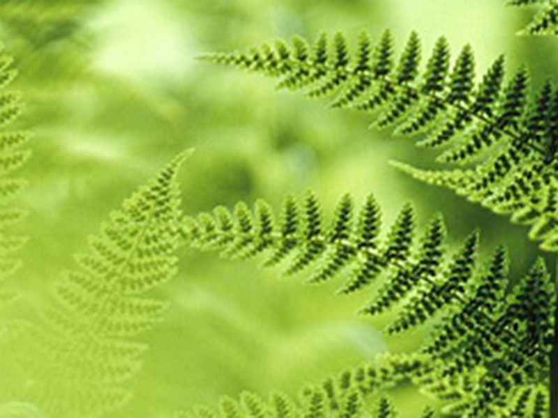 A close up shot of leaves.