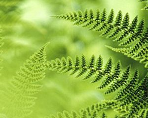 A close up view of leaves.
