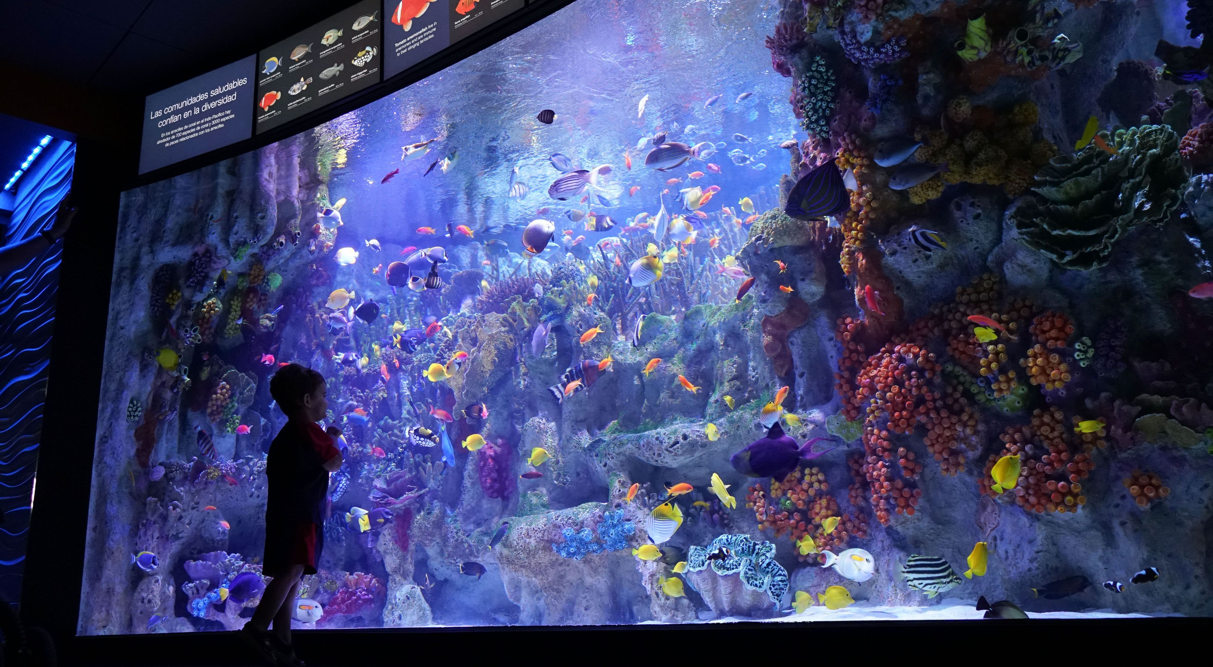 Silhouette of a child in front of a large aquarium fish tank filled with colorful fish and corals.