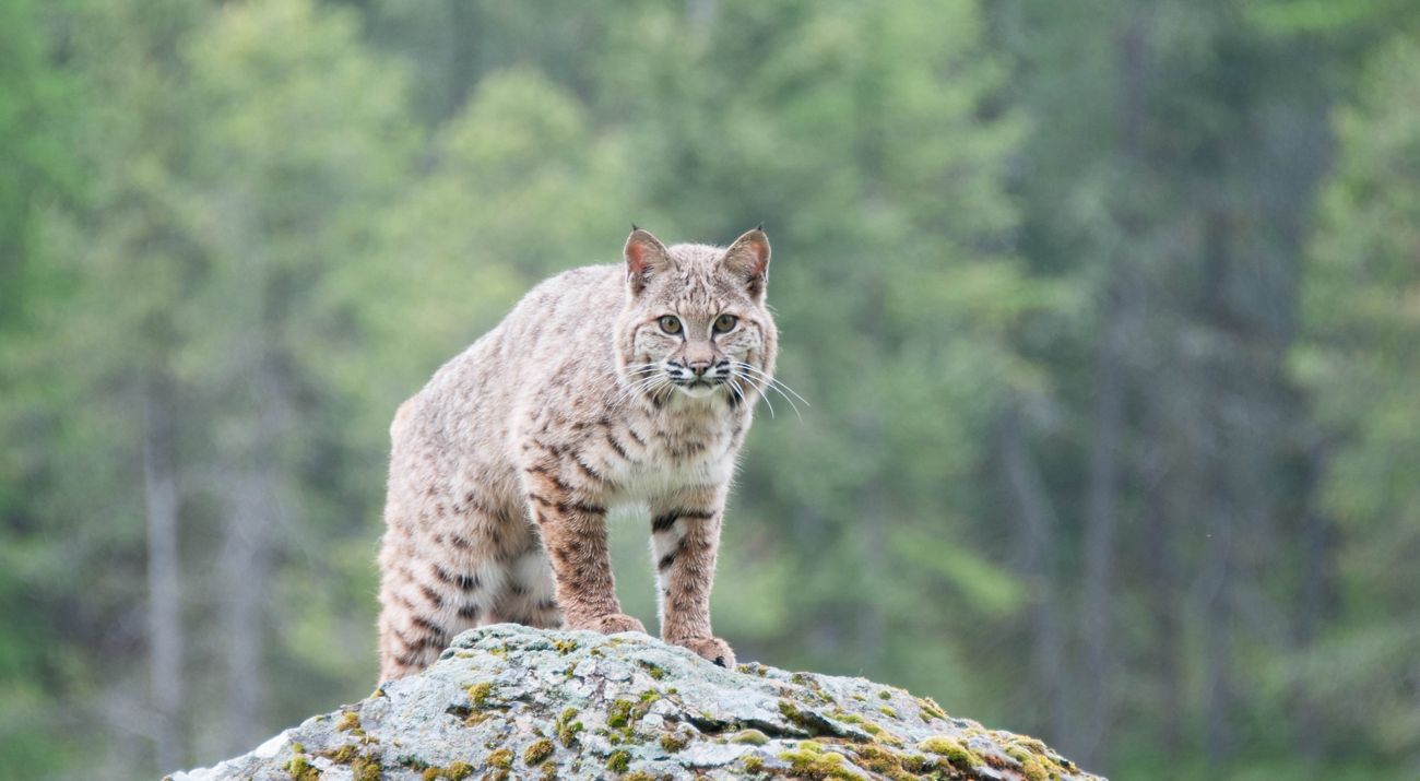 Bobcat on a grassy hill looking at camera.