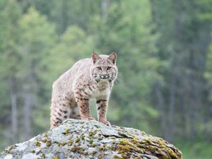 A bobcat on a hill looking forward