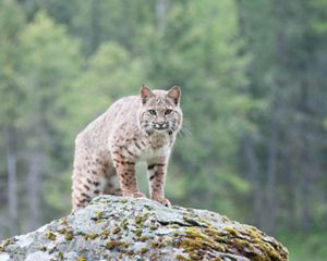A bobcat on a hill looking forward