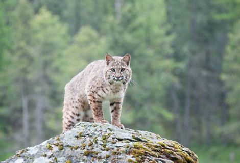 A bobcat on a hill looking forward