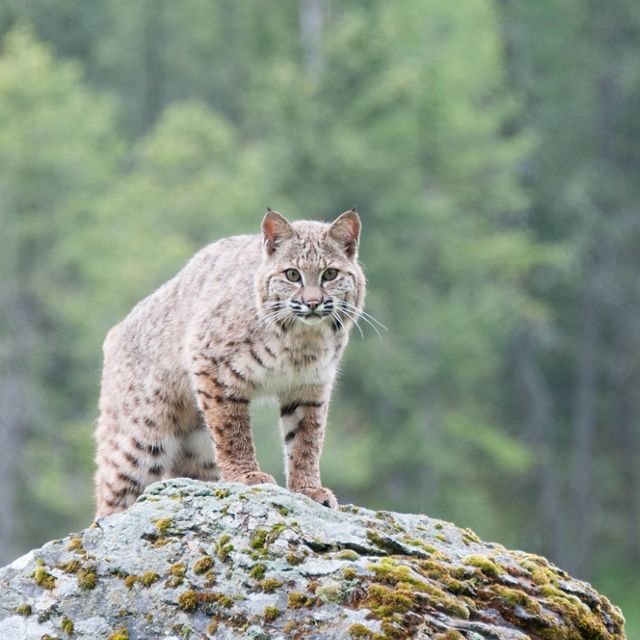 A bobcat on a hill looking forward