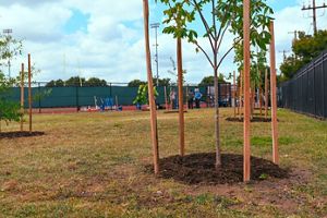 Four wooden stakes surround a newly installed tree on the corner of the South Philly Super Site property. In the background, shovels are lined on a fence and other newly installed trees are visible.