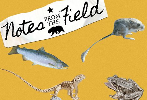 The words 'Notes from the Field' with a collage of animals on a yellow background.