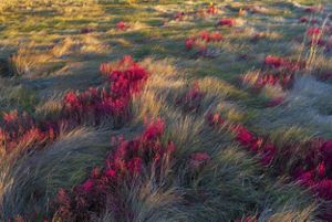 Red plants in green tall grasses.