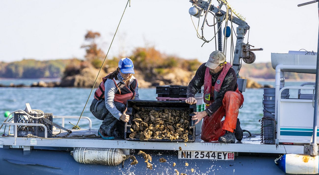 Two people kneel on a boat, dumping a carton of oysters into the water.