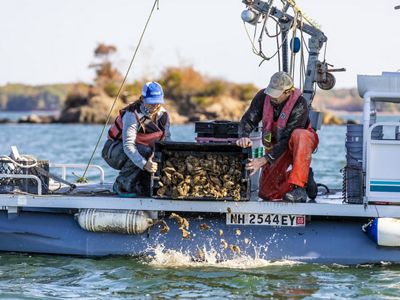 A woman and man pour oysters over the side of a boat.
