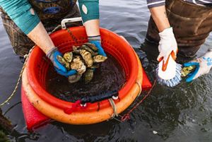 Two people, from the chest down, stand waist-deep in water. The one on the left holds a handful of oysters, while the one on the right scrubs oysters with a brush.