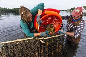 Two women standing in waist-high water tip over a bright orange bucket of oysters into a vertical cage.