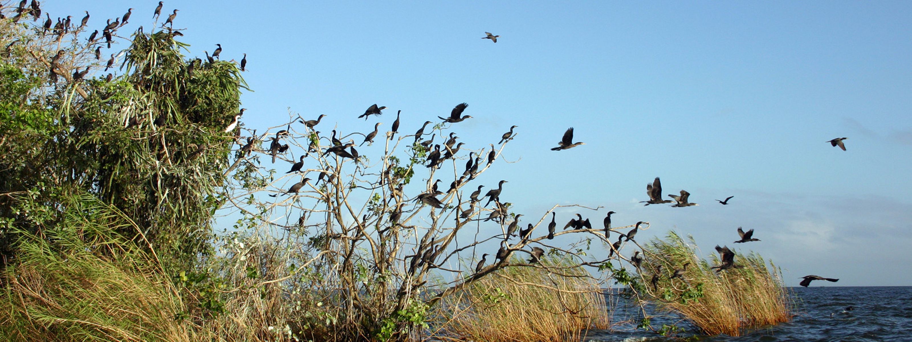 Cormorant birds in Nicaragua
