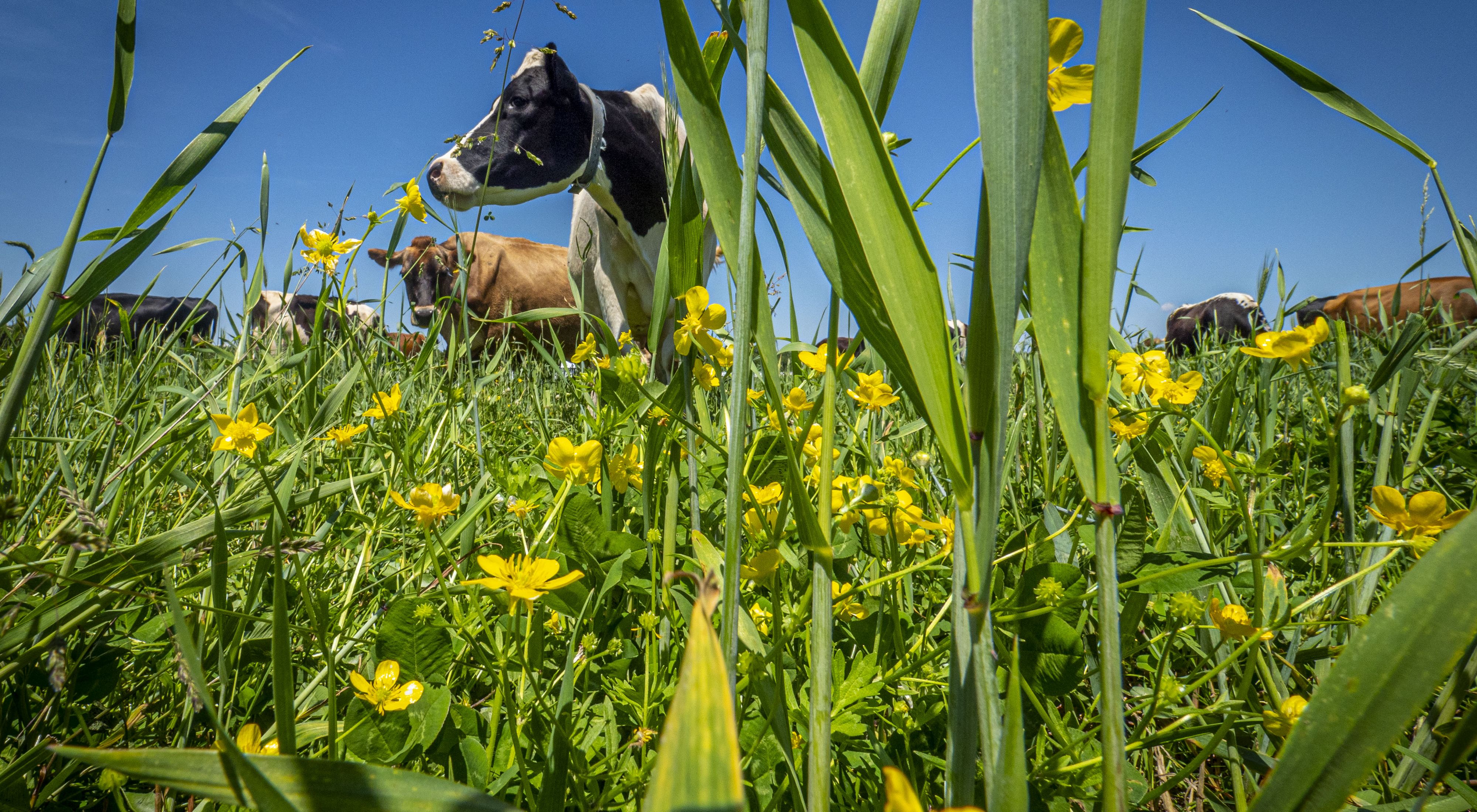 Photo of two or three cows from the low, grass angle, showing grass and sky.