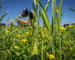 Ground-level view looking through a field of green grasses and yellow flowers at two cows standing in a field.