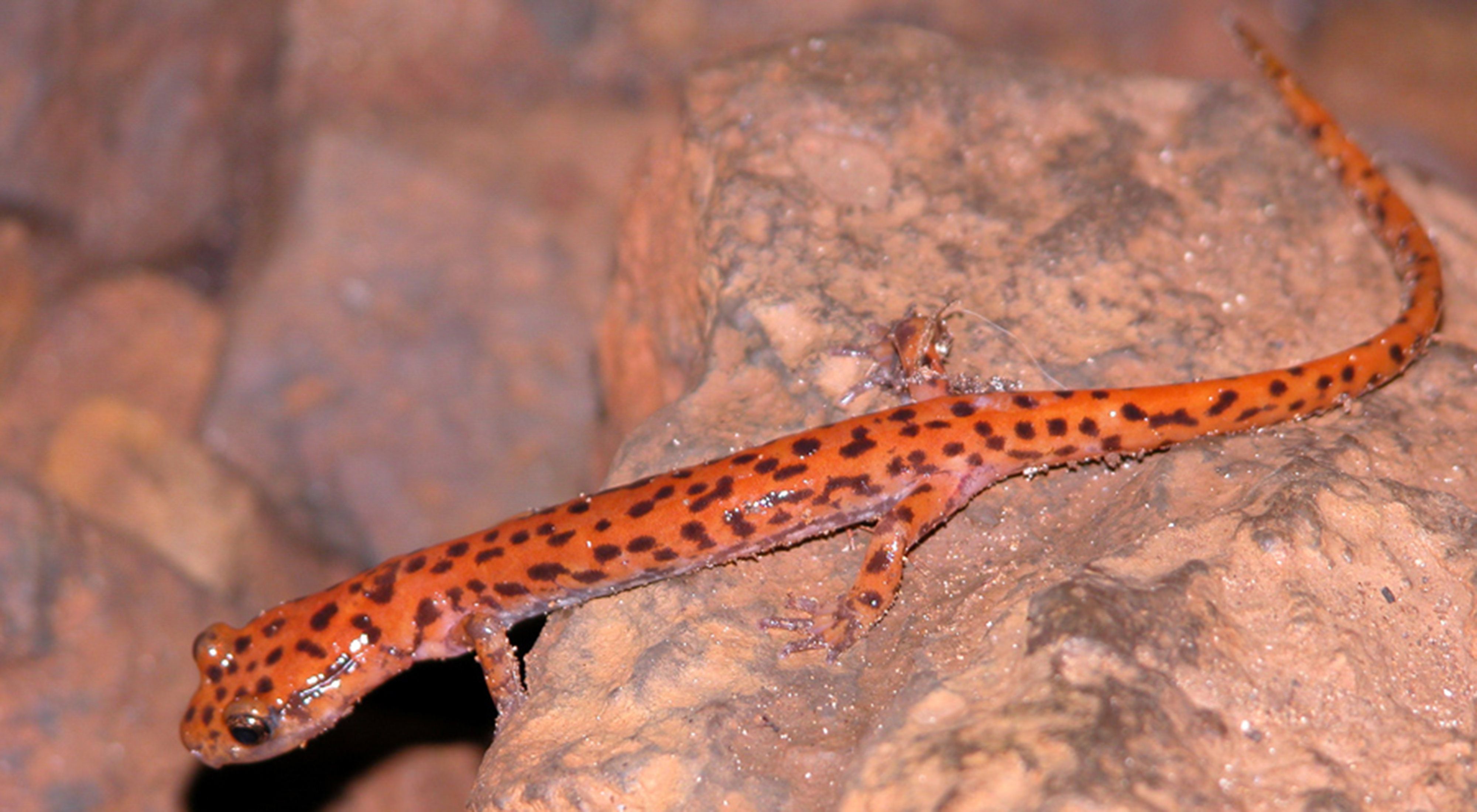 An orange salamander with brown spots on a tan rock.