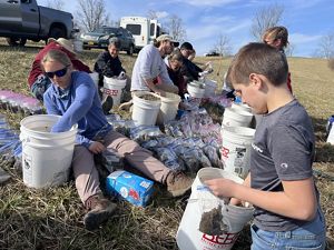 Volunteers bag river cane rhizomes. 