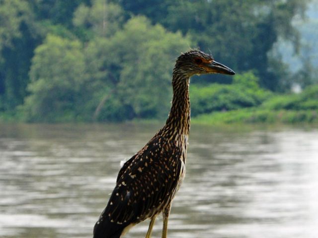 A tall, thin necked bird with white flecked brown feathers stands on the edge of a river. In the background, the bank on the opposite side of the river is lined with trees.