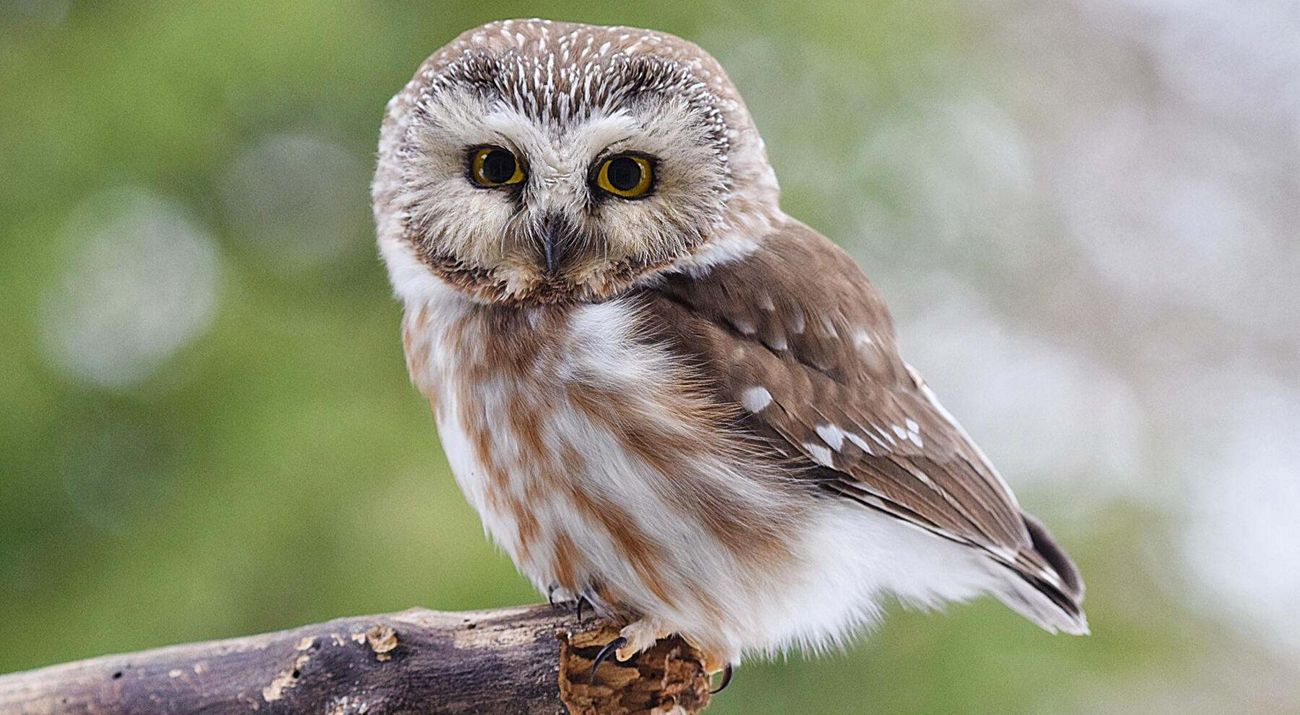 Owl sits on a branch