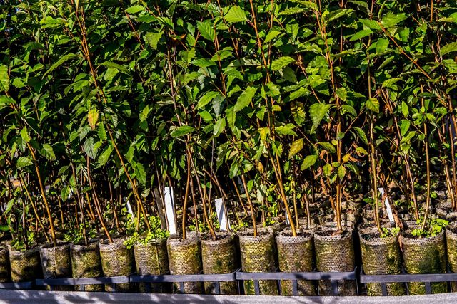 Young leafy seedlings growing upright in mesh containers arranged in neat rows.