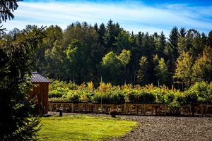 Rows of green nursery plants arranged outdoors under sunlight with a forested background..