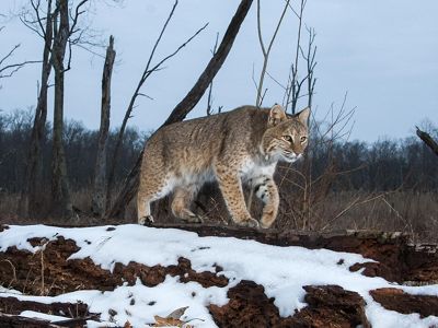 Bobcat walking in a dark forest.