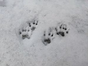 Raccoon tracks in the snow.