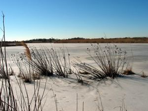 Frozen pond and grasses with snow in cape may.
